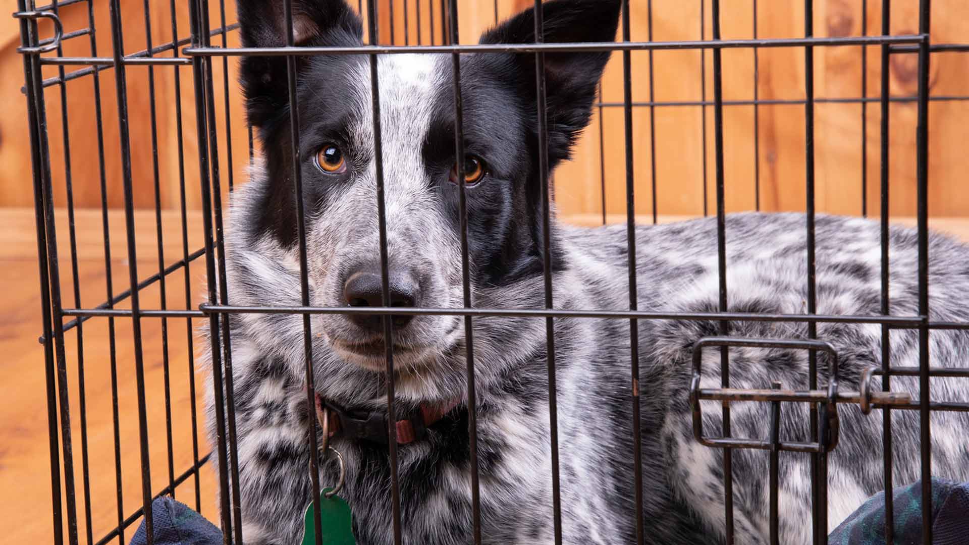 Proper clearance crate training